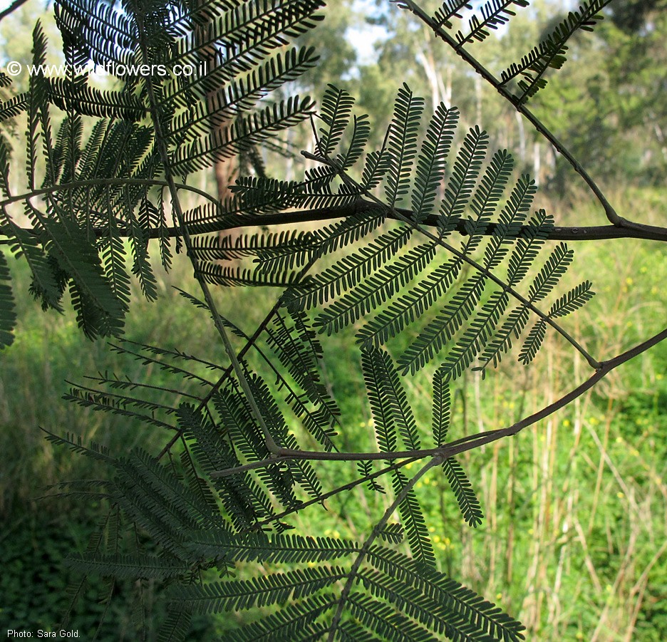 Acacia mearnsii